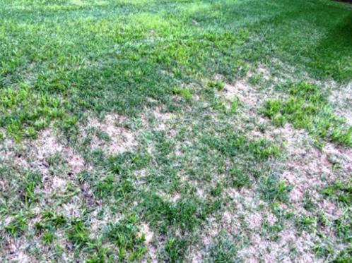 Too much watering caused the Kentucky Blue Grass to be replace by Yellow Nutsedge (weed) that loves soggy soil.